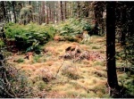 Chambered cairns