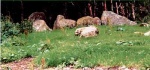 Chambered cairn at Brahan Wood showing remains of burial chamber.
