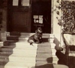 Photograph of Lord Seaforth's dogs
