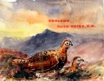 Watercolour from Visitors' book