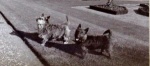 Lord Seaforth's dog