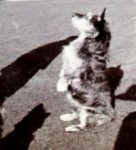 Loch Seaforth's dog