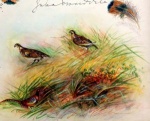 Watercolour from Visitors' book