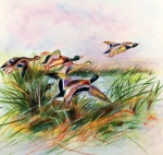 Watercolour from Visitors' book