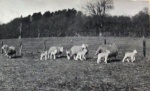 Sheep and Lambs