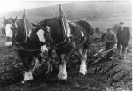 King and Blaze, Castlecraig horse