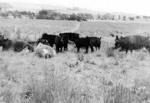 Cattle at Lower Bayfield.