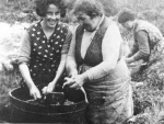 Shandwick fishwife Mrs Ross, and daughter Daisy preparing fish for smoking, c.1920s.