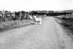 Sheep on the old Nigg road.
