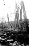 The Bishop's Walk early in the 1900s.