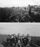 "Tattie Howkin" in the past with horse power.