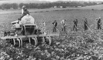 Local farmworkers working at turnips.