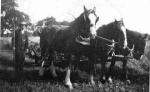 Three horses and binder with two men.
