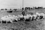 the shepherd with his flock.