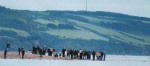 Dolphin watchers at Chanonry Point
