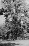 The largest Spanish chestnut tree in Great Britain