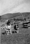 Lambing. Two pet lambs with Mrs Macdonald, Caberfeidh, and Spot the dog.