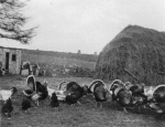Turkeys getting ready for Christmas. Note the old Home Guard hut 'rescued' from the Common and now the henhouse.