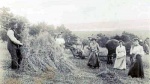 Harvest-time with Bert and Mag Souter on Drynie farm.