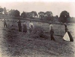 Harvest-time with Bert and Mag Souter on Drynie farm.