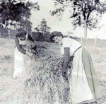 Harvesting at Drynie (Maggie Souter on right).
