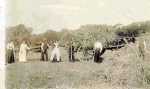Harvesting at Drynie.