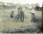 Harvesting at Drynie.