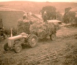 Harvest at Drynie