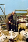 Counting the Sheep