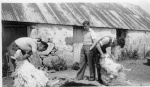Sheep shearing at Heights of Brae