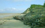 Trees lost due to erosion