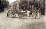 1890s - An unusual picture of a bullock cart.