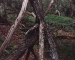 The Wishing Tree