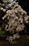 Inverewe Azaleas