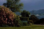 Rhododendron at Inverewe Gardens Entrance