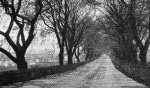 The avenue leading from Maryburgh to Conon Bridge