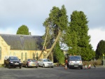 Repairing Tree Damage
