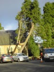 Repairing Tree Damage