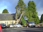 Repairing Tree Damage