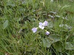 Cuckooflower or 'lady's smock'