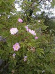 Dog rose