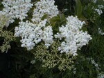 Elderberry