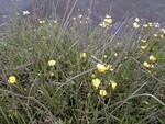 Lesser spearwort