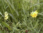 Meadow Vetchling