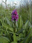 Northern Marsh Orchid