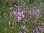 Ragged Robin