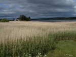 Reedbed - photo 1