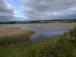 Reedbed - photo 2