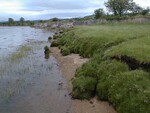 Saltmarsh - photo 1