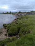 Saltmarsh - photo 2